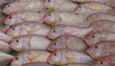 gutob fish in tagalog|List of Fish in the Philippines.